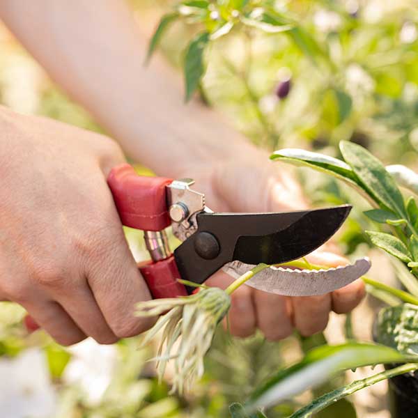 Close-up of a person trimming a green bush with red-handled pruners